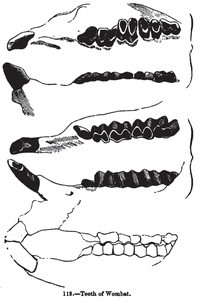 Ilustrasi gigi wombat Sketches Natural History