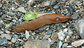 Brun skogsnigel, også kalla mordarsnigel, er ein framand art i Noreg.