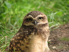 Burrowing owl