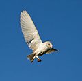 T. a. alba, West Acre, Norfolk, UK