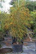 Brya Ebenus (Jamaican Rain Tree, Jamaican Ebony) (28591800150).jpg