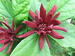 Illatos fűszercserje (Calycanthus floridus)