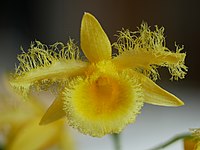 Dendrobium harveyanum