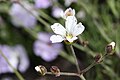 Arenaria capillaris