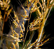 Gramineae (grasses), Taymyr lowlands 24,000–10,300 YBP,[30] Yakutia 22,500 YBP,[26] Alaska and the Yukon 15,000-11,500 YBP[25][6]