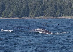 Gray whale (8278297170).jpg