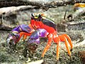 Cangrejo de Halloween (Gecarcinus quadratus)