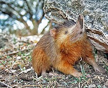 Solenodon paradoxus