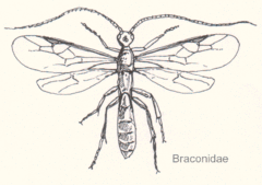 Description de l'image Hym-braconidae-sp.gif.