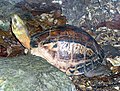 Indo-Chinese box turtle Cuora galbinifrons
