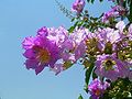 महाराष्ट्राचे राज्यपुष्प - 'ताम्हण' State flower of Maharashtra - Lagerstroemia flos-reginae