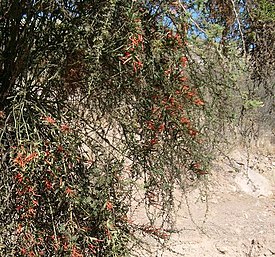 Ligaria cuneifolia