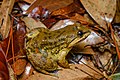 Limnonectes isanensis, Isan big-headed frog - Phu Kradueng National Park