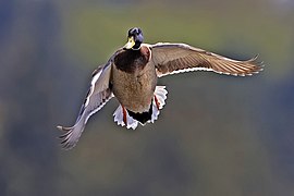 Male mallard flight - natures pics