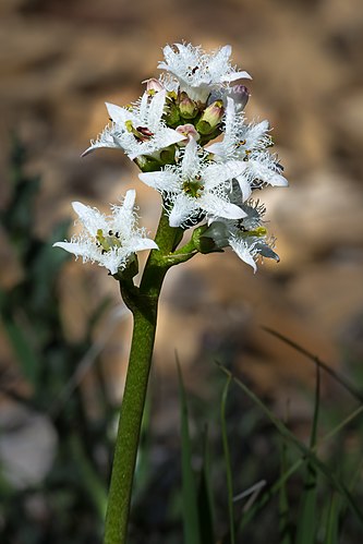 Цветки Вахты трёхлистной (Menyanthes trifoliáta)