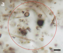 Microfossils Gunflint Chert 1.88 Ga.png