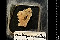 Fragment de roche avec le fossile de Miotingis cantalensis, trouvé dans le Cantal, France.