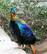 National bird of Nepal