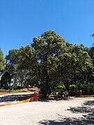 Orange - colline Saint Eutrope - arbre de la liberté -2.jpg