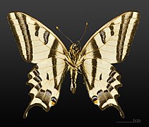 Papilio alexanor MHNT CUT 2013 3 10 Cucuron Male Ventral.jpg