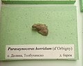 en:Parasaynoceras horridum (d'Orbigny) Lower en:Barremian, Dolina, Dobrich Province at the en:Sofia University "St. Kliment Ohridski" Museum of Paleontology and Historical Geology