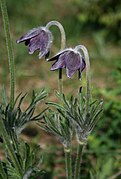 Anemone montana