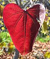 A fall leaf.