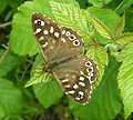 Speckled Wood butterfly at Great Holland Pits, Great Holland, Essex