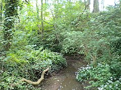 Stream in the woods near Hill Farm (1) - geograph.org.uk - 4062808.jpg