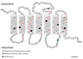 A convenient representation of the receptor sequence and its TM regions, shown here for hTAS2R16. The seven TM helices are displayed as predicted by Topcons. The most conserved residue in each helix X (BW number X.50) has black background. Residues for which mutation data are available are marked with red.