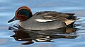 Male; Martin Mere, Lancashire, England