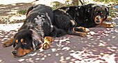 Mastif Tibet ialah anjing penjaga haiwan ternakan.
