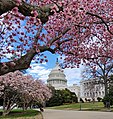 Magnolia mekar di Capitol pada bulan Maret 2020