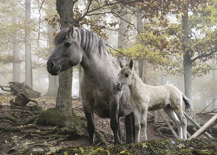 Дикие лошади (Equus ferus) в парке Трипсдриль около Клеебронна, Германия