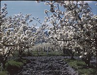 Spring in the apple orchards of Tasmania