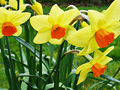 Daffodils: National flower