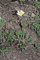 Pulsatilla occidentalis