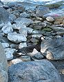 English: Barnacle goose at Kallahti Suomi: Valkoposkihanhi Kallahdessa