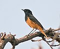 Male; Bhopal, Madhya Pradesh, India