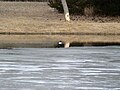 Common Goldeneye (Bucephala clangula)