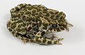 Wechselkröte Bufo viridis