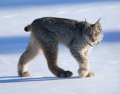 A Canada lynx walking on snow