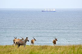 Cargo ship and african wildlife.jpg