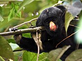 White-nosed saki