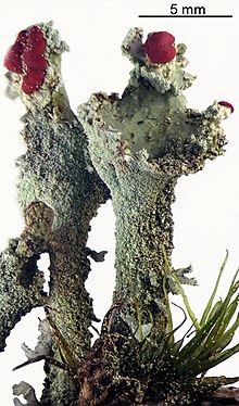 2020 Cladonia digitata