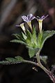 Collomia heterophylla