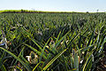 Ananas in Brazilië. Het land is de op twee na grootste producent ter wereld. Zuid-Amerika produceert bijna 20% van de ananas in de wereld.