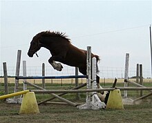 Photo couleur d'un cheval alezan non monté, sautant un obstacle de concours.