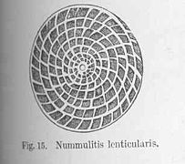 Nummulites lenticularis.