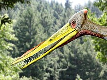 Artist's reconstruction of the head of Feilongus yongi, a pterodactyloid pterosaur